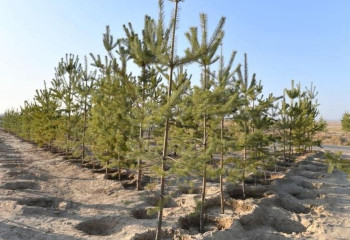 Свыше 1 миллиона саженцев посажено в Туркестанской области