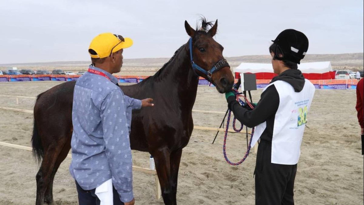 Лошади адайской породы станут национальным брендом Казахстана - аким Мангистау