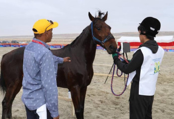 Лошади адайской породы станут национальным брендом Казахстана - аким Мангистау