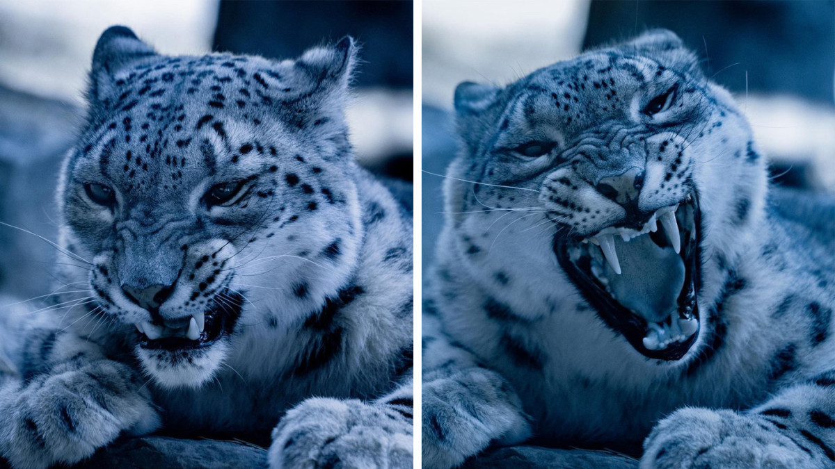 Американский фотограф запечатлел взгляд снежного барса