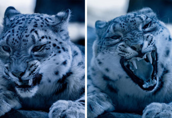 Американский фотограф запечатлел взгляд снежного барса