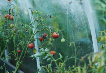 Түркістан облысында жылыжай шаруашылықтарына субсидия беріліп жатыр