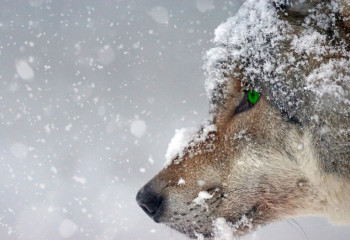 Қарқаралыда адамдарға шапқан қасқыр құтырған болып шықты