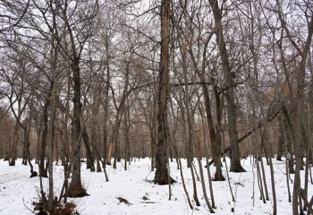 О необходимой вырубке деревьев высказался алматинский профессор