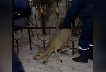 Спасение застрявшей в заборе косули растрогало казахстанцев