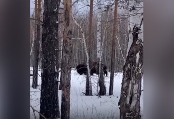 Зубра сняли на видео в Кокшетау