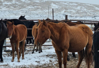 Адай тұқымдас жылқылардың 6 түрі жаңа ұлттық бренд болады