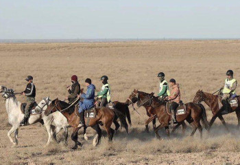 Адайской породе лошадей присвоен международный статус