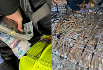 Қостанай облысында шетелдіктен құны 2 млрд теңге болатын ақбөкен мүйіздері тәркіленді