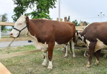 30 млн тенге выделили для профилактики заболеваний среди животных в Туркестанской области