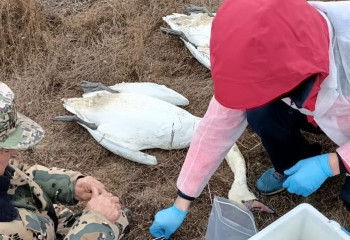 Маңғыстауда аққулардың неден қырылғаны белгілі болды