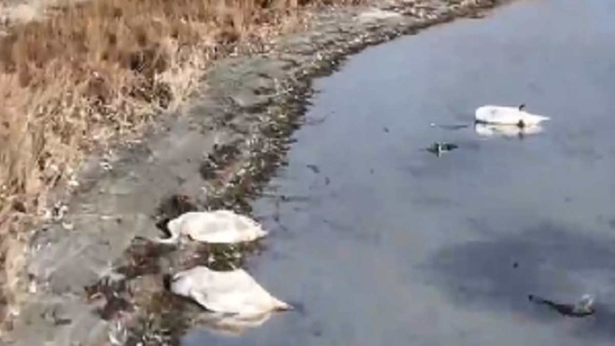 «Занижают масштабы трагедии»: массовый мор лебедей снял на видео блогер из Актау