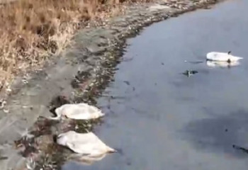 «Занижают масштабы трагедии»: массовый мор лебедей снял на видео блогер из Актау