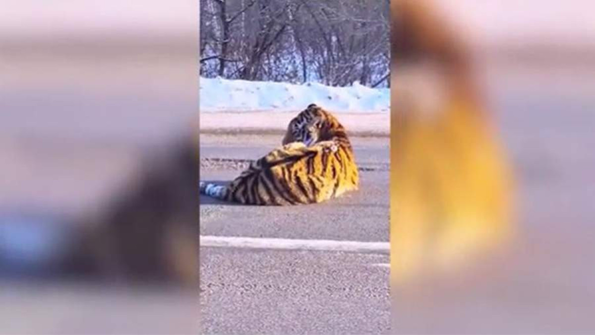 Огромный тигр выбрался на дорогу и напугал водителей
