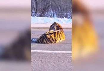 Огромный тигр выбрался на дорогу и напугал водителей