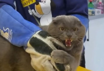 Ветеринар показал в соцсетях самого злого кота в мире