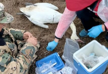 Ақтау маңындағы көлден 227 аққудың өлексесі табылды