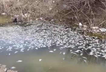 Атырау облысындағы өзенде балық жаппай қырылды