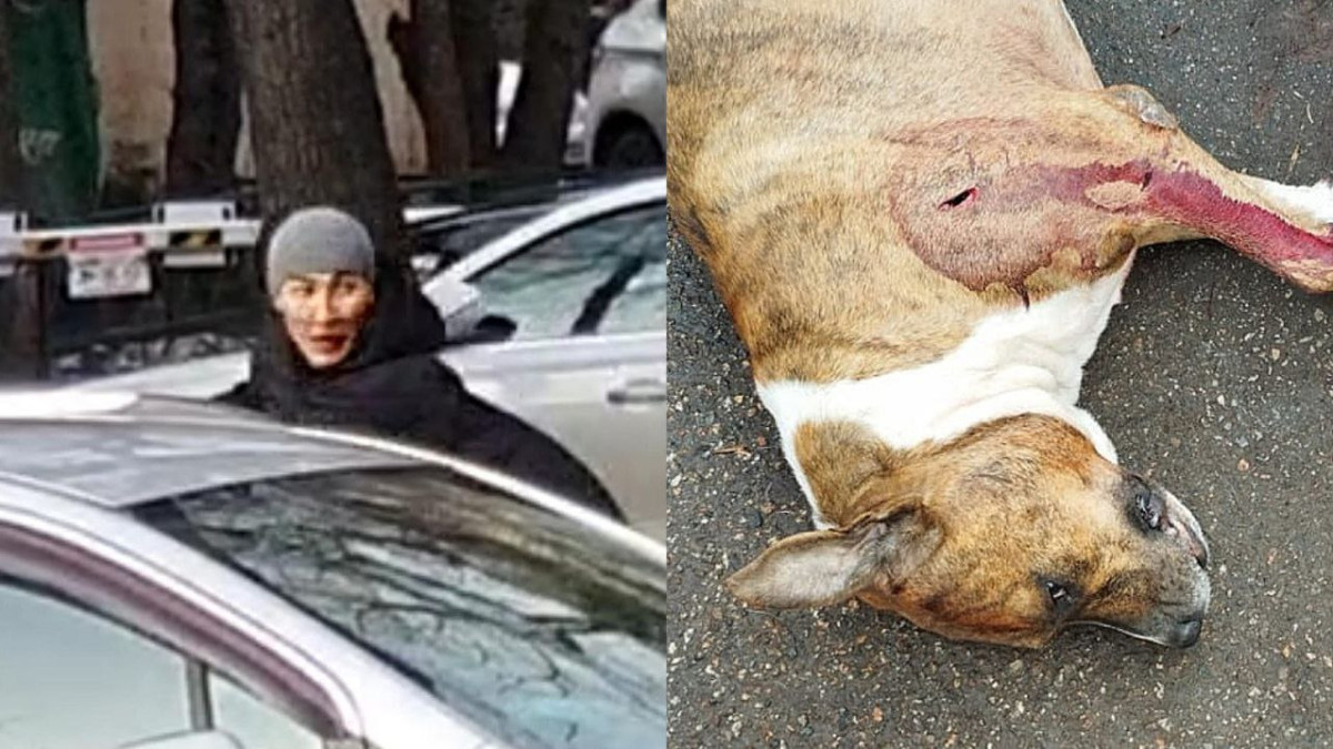 Один мужчина напал на другого в Алматы и зарезал его собаку
