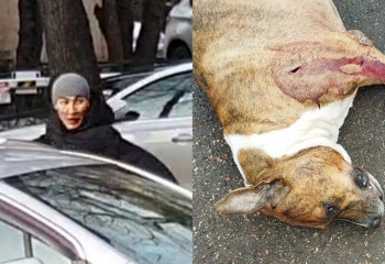 Один мужчина напал на другого в Алматы и зарезал его собаку