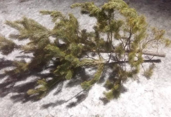 Шыршаны заңсыз кесудің 400-ден астам фактісі анықталды