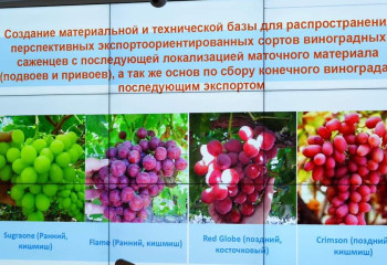 Түркістан облысында жүзім шаруашылығын дамыту жолдары талқыланды