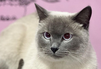 Кошачий спа-салон работает в Алматы