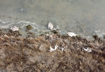 Более 500 мертвых лебедей обнаружено на озере Караколь