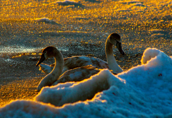 Қаракөл көліндегі аққуларды қолдан тамақтандыруға бола ма