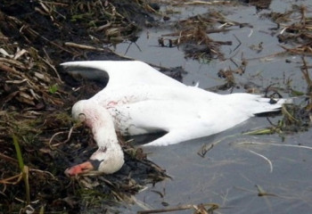 Қаракөлдегі өлген аққулардың саны 600-ден асты