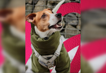 Пес-патриот из Казахстана поднимает лапу, когда слышит гимн