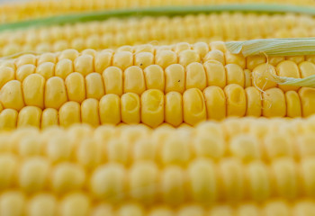 Аграрии Жетысу нашли, куда сбывать кукурузу