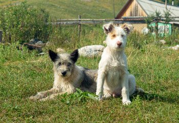 В Южной Корее перестанут есть собак