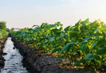 Оңтүстік өңірде суармалы судың шығыны азайған