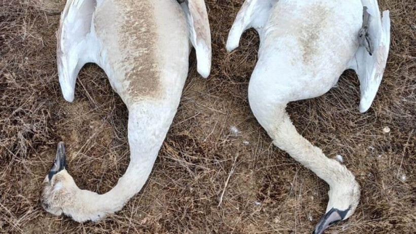  ustirt_kz / Instagram 