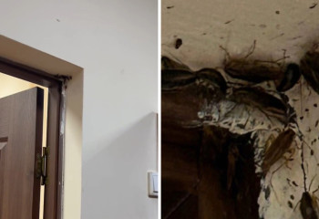 Астанадағы мектептердің бірінде тарақан өріп жүр