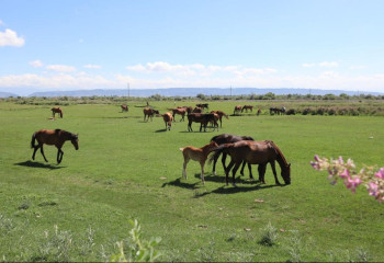 Порядка 200 тысяч га земель возвращено в госсобственность в Жамбылской области
