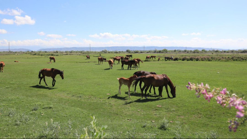  © акимат Жамбылской области 