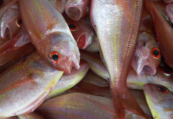 В 3,4 раза больше рыбы стали выращивать в Казахстане благодаря господдержке