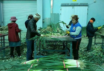 Қазақстандықтар Оңтүстік Кореяға аттана ма?