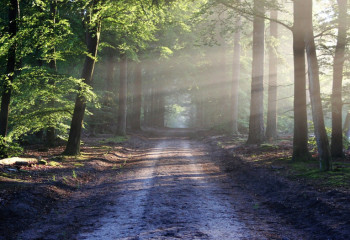 Әйелін өлтіріп, денесін орманға апарып жасырған ер адамға сот үкімі шықты