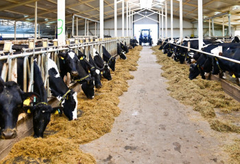 Запуск 65 молочных ферм: как в Казахстане намерены развивать молочную отрасль