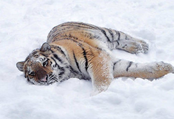 Новые постояльцы появились в Алматинском зоопарке