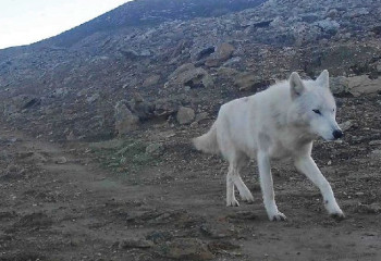 Маңғыстауда ақ қасқыр қайдан пайда болды