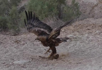 Маңғыстауда сирек кездесетін бүркіт фотоқақпанға ілінді