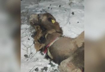 Атырау облысында бес түйе пойыздың астында қалып өлді