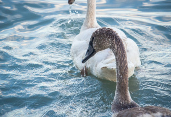 Число погибших лебедей в Мангистау превысило 980 особей
