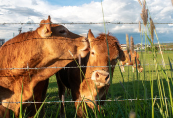 За проблемы с пастбищами наказали кызылординских чиновников
