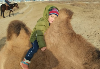 Тілі шықпаған 4 жастағы бүлдіршін түйеге мінген соң сөйлеп кетті