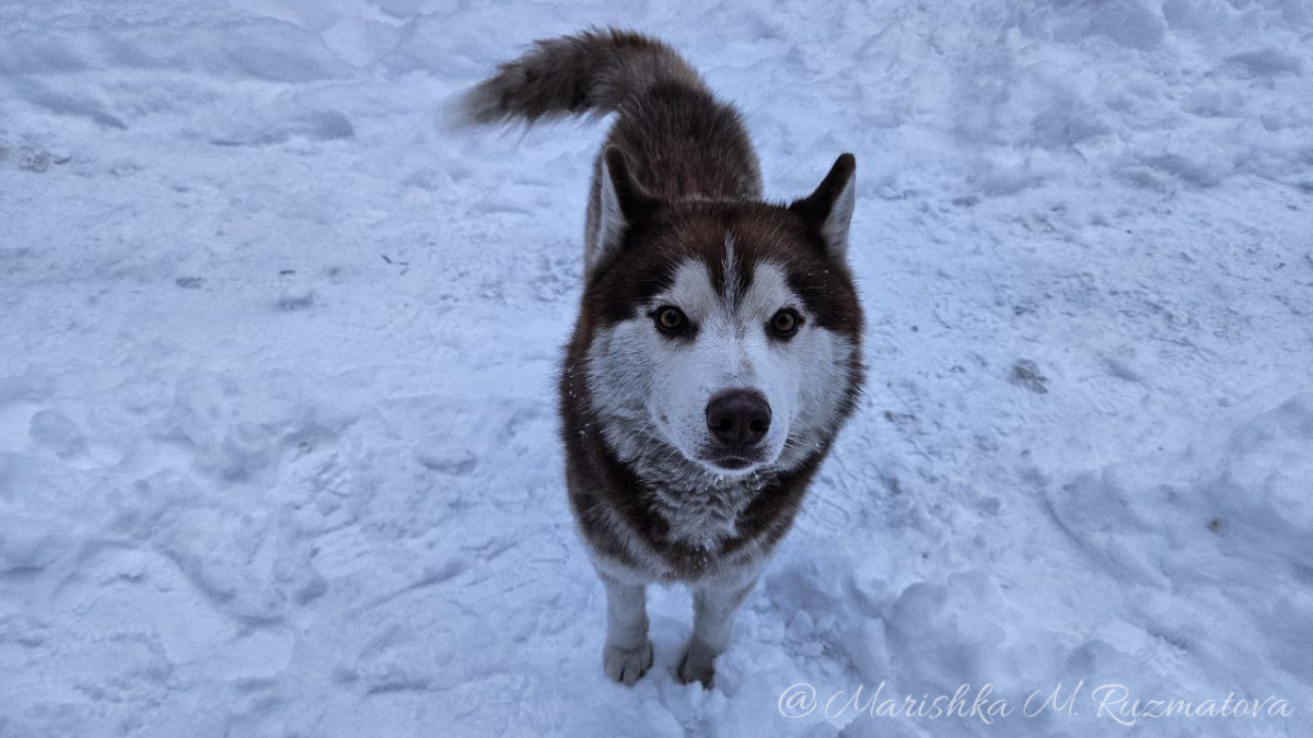По фотографии носа можно искать потерявшихся собак в России